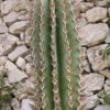 Pachycereus_pecten